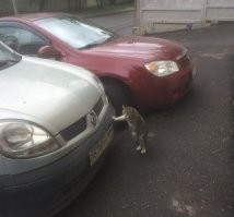 Ззаклеим, зашпатлюем, покрасим и ещё походит