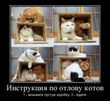 20 фотографий котов, которые спят где угодно, но только не на своих лежанках