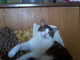 Наш Толстый спит как человек, на подушке)))