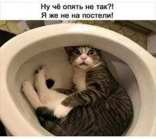 20 фотографий котов, которые спят где угодно, но только не на своих лежанках