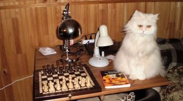 Шахматный турнир Вспоминается один случай