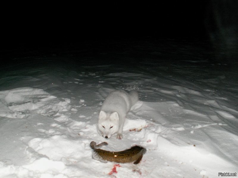 Не, там ему рыбеху дали. Станция - не доезжая Воркуты 60 км. Я там был с 2010 по 2013.