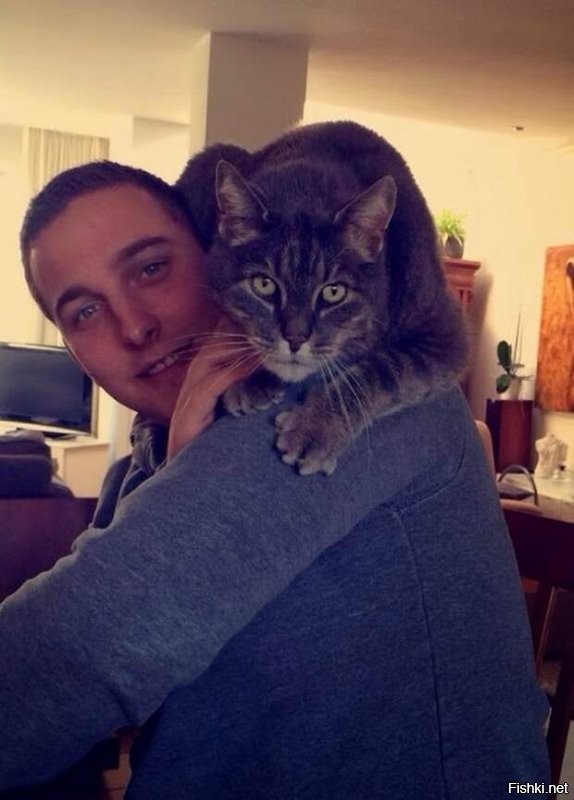 50 комков счастья из твиттер-аккаунта "Почему вам нужна кошка"