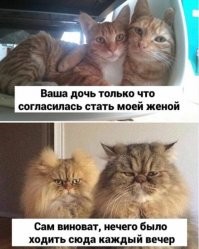 50 комков счастья из твиттер-аккаунта "Почему вам нужна кошка"