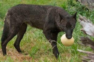 Убивец, кусок еды животине пожалел. Они же веганы. ))