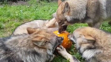 Убивец, кусок еды животине пожалел. Они же веганы. ))