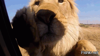 И просто чтобы показать что твоя работа не является чем-то из ряда вон выходящих - вот тебе 15 оригинальных гифок: