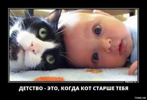 50 комков счастья из твиттер-аккаунта "Почему вам нужна кошка"