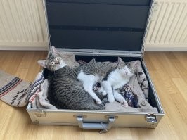 Чемодан в хороших лапках.