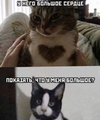 50 комков счастья из твиттер-аккаунта "Почему вам нужна кошка"