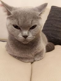 Тока попробуй, погладить меня.