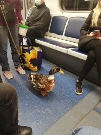 15 диковинных происшествий, которые искажают реальность