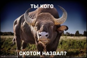 Кабан и белка