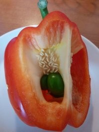 Перец болгарский живородящий.