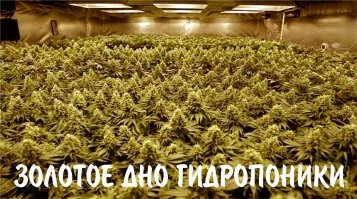 Золотое дно гидропоники. Сельский час #40 (Игорь Абакумов)