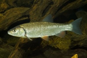 Новогодняя сказка в маленьком и уютном Ельце