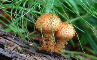 26 самых необычных и ярких представителей правящей элиты нашей планеты