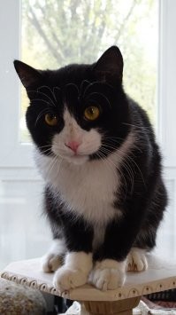 с чего вы взяли, что кастрированный кот это тряпка, вон у меня нынче один такой, движуху устраивает и днем и ночью, вот жду когда после кастрации угомонится, 3 месяца прошло, а никакого покоя.