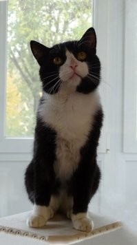 с чего вы взяли, что кастрированный кот это тряпка, вон у меня нынче один такой, движуху устраивает и днем и ночью, вот жду когда после кастрации угомонится, 3 месяца прошло, а никакого покоя.