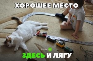 50 комков счастья из твиттер-аккаунта "Почему вам нужна кошка"