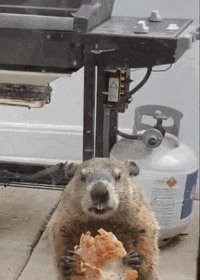 Последний день сурка.