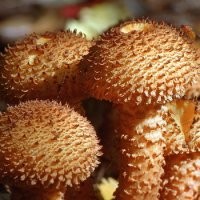 Если чешуйчатка, то очинно вкусная...