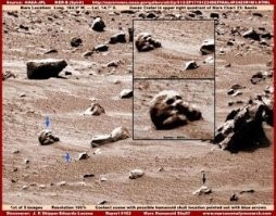 Немного интересного из жизни обезьян