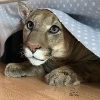 Пума Месси( i'm puma)