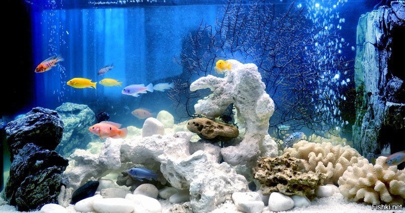 Почему в аквариуме вода пенится: причины и способы борьбы