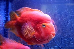 обязательно попробую)