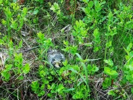вот гнездо и слёток. Разница в пару дней между фото