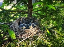 вот гнездо и слёток. Разница в пару дней между фото