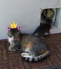 Мужчина построил отапливаемый домик с видеонаблюдением для бродячих кошек