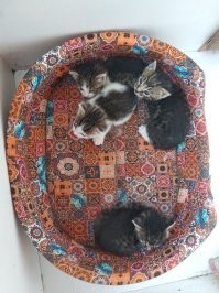 Мужчина построил отапливаемый домик с видеонаблюдением для бродячих кошек