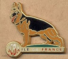 "Индогурация" пса Мейджора пройдёт на три дня раньше, чем инаугурация его хозяина - Байдена