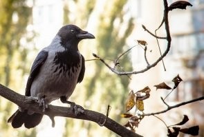 Очень содержательный пост!
Вот вам ещё, не уступающий, по многозначительности:
"Ворона на ветке"