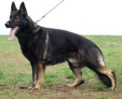 у немца по стандарту 4 окраса, чепрак, зонарный и черный и черный подпалый. 
Это лишь вариация окраса овчарки.