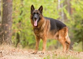 у немца по стандарту 4 окраса, чепрак, зонарный и черный и черный подпалый. 
Это лишь вариация окраса овчарки.