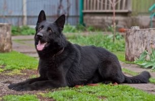 у немца по стандарту 4 окраса, чепрак, зонарный и черный и черный подпалый. 
Это лишь вариация окраса овчарки.