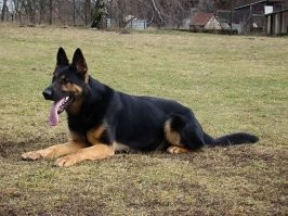 у немца по стандарту 4 окраса, чепрак, зонарный и черный и черный подпалый. 
Это лишь вариация окраса овчарки.