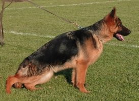 выставочное разведение в рф вообще больше похоже на чемпионат дагестана по уменьшению клиренса у жигулей.
Мне все таки подход пендосов ближе. 
Хотя у самого и "декоративный немец"