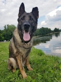 какая из них не немец?) 
по одной фотке сложно судить. Ну и надо понимать что у американцев более практичное разведение собак чем у нас и в европе. 
Если тут идет экстерьерное разведение, собак разводят исходя из того как они будут выглядеть на выставке, то в штатах разведение идет исходя из рабочих качеств. Соответственно их немец на нашего чемпиона чемпионов, с жопой ниже плинтуса, похож не будет никогда. Плюс собака явно в возрасте
Тут правильнее сравнивать с немцем рабочего разведения. Но их легко, человек не разбирающийся, может признать за дворнягу. 
Вот пример немца рабочего разведения из РФ. От декоративного немца он сильно отличается внешне.