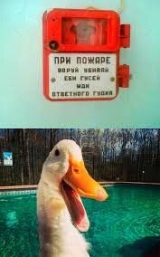 Щенок не забыл старые обиды