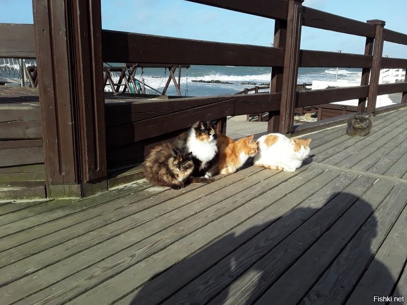 Не бульвар, а проспект. И да, у нас коты на особом положении. Есть и домики. Причём не только официальные у котофейни. Есть котошеф. И много граффити на тему. И самое главное новогодний кот на пряничном домике. )))))