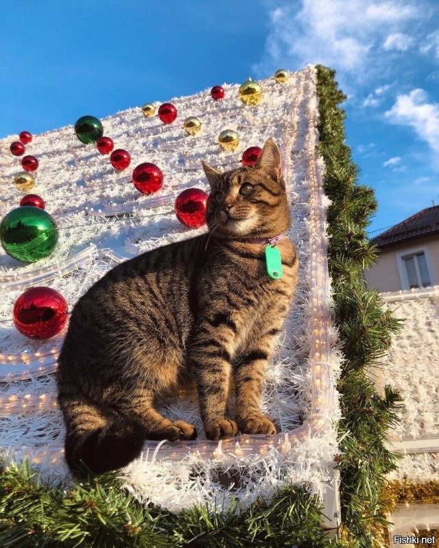 Не бульвар, а проспект. И да, у нас коты на особом положении. Есть и домики. Причём не только официальные у котофейни. Есть котошеф. И много граффити на тему. И самое главное новогодний кот на пряничном домике. )))))