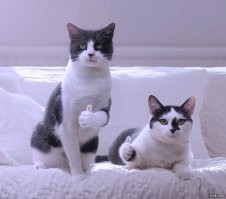 Рыжий - няшный кот из России, который покоряет миллионы сердец