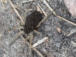 Я такое чудо, летом в парке видел, сразу и не понял, что за мох передо мной тропинка перебегает. Фото личное.