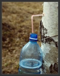 я в весеннем лесу пил березовый сок...