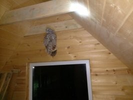 Я видел, как стая ворон сову заклевала насмерть - причём немаленькую. Отбивалась храбро, но против толпы не попрёшь. Ну, а так, как друг у меня таксидермист - поставил ей памятник.