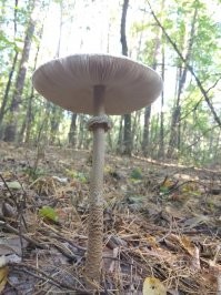 Эти тоже оказалось тоже съедобные. Но красивые же!